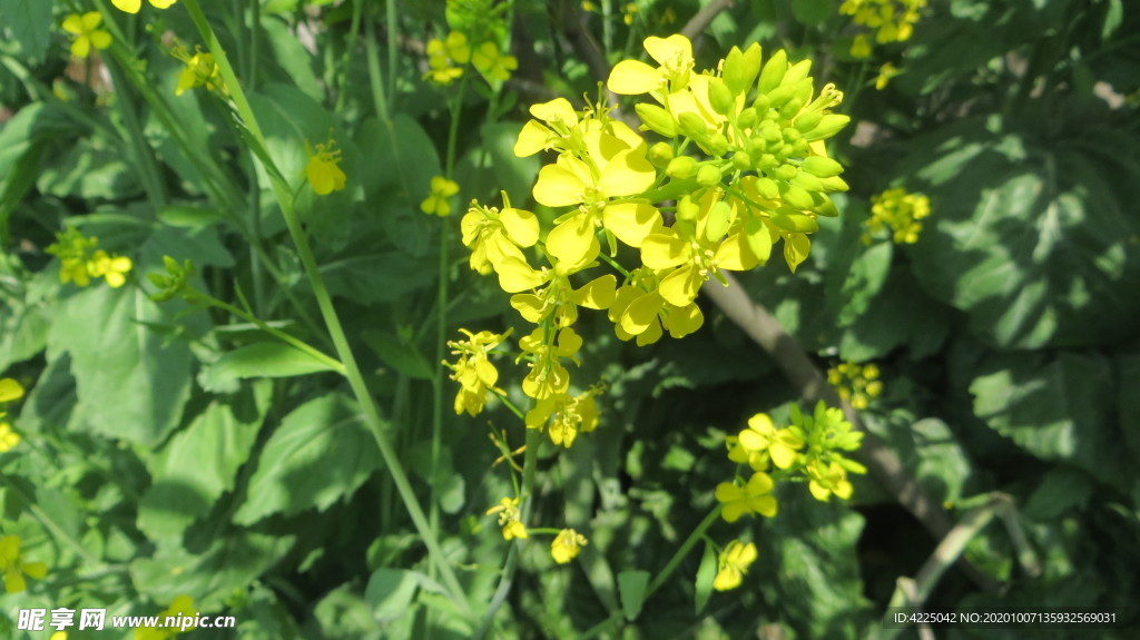 一朵油菜花