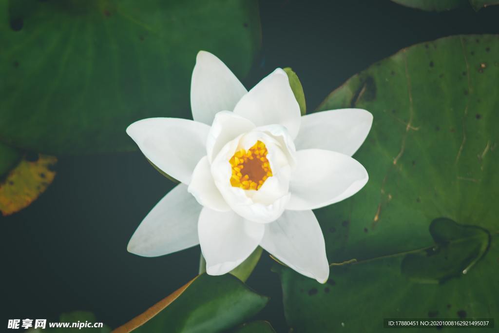 花卉