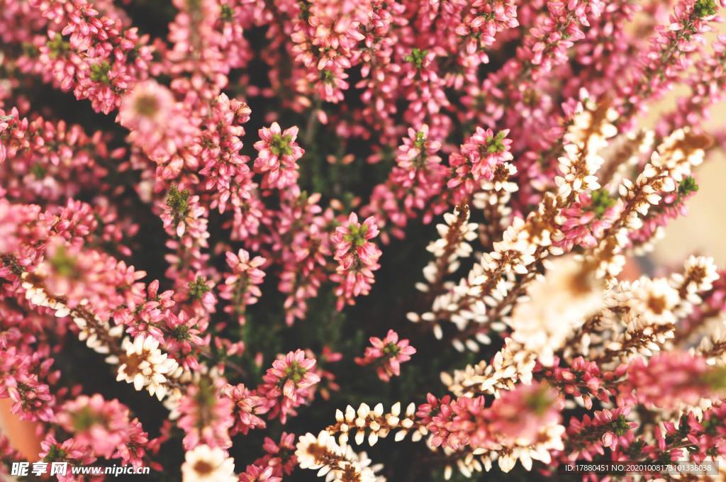 花卉