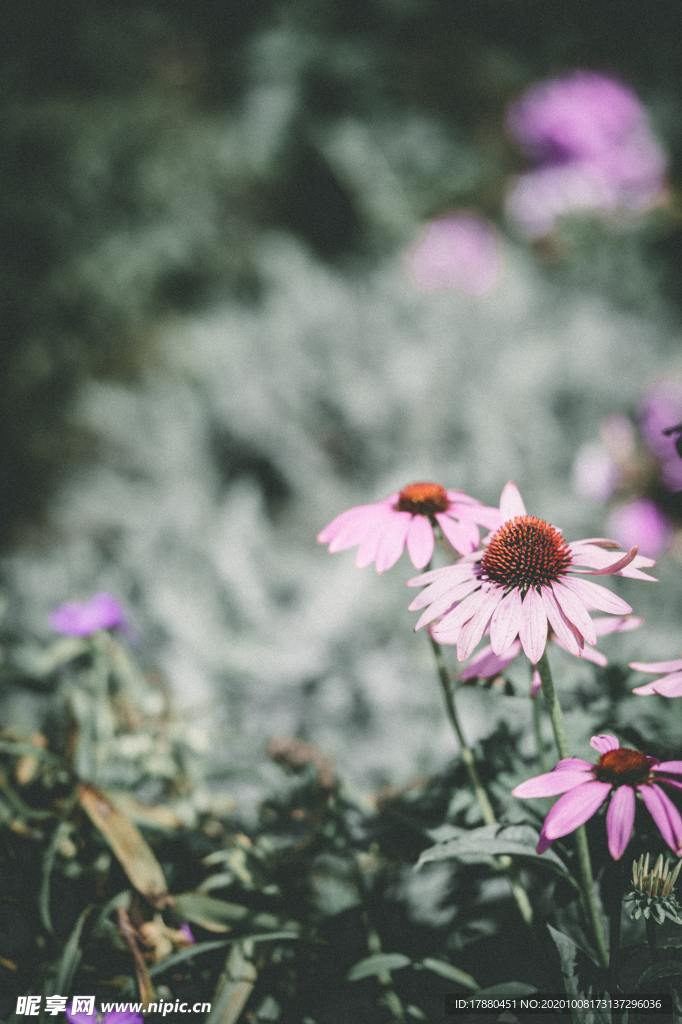 花卉
