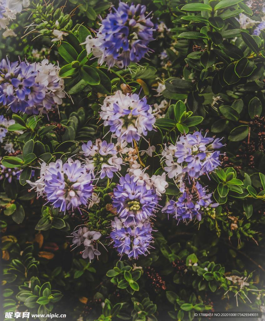 花卉