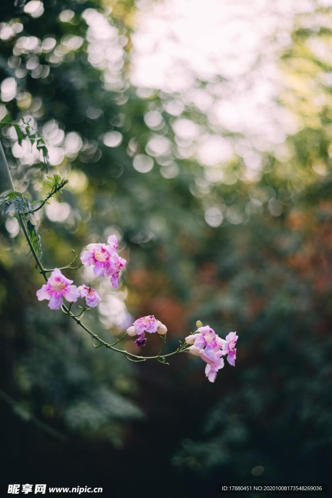 花卉