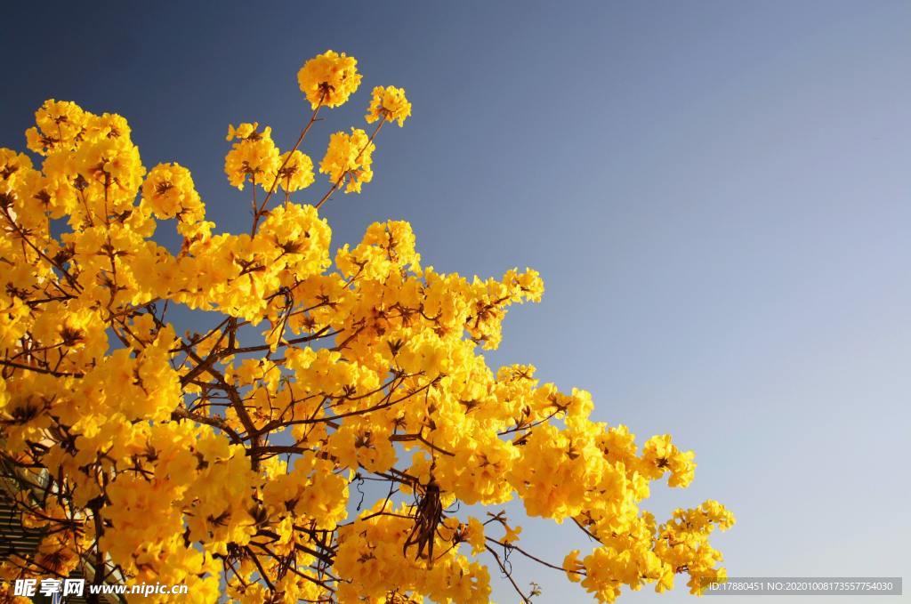花卉
