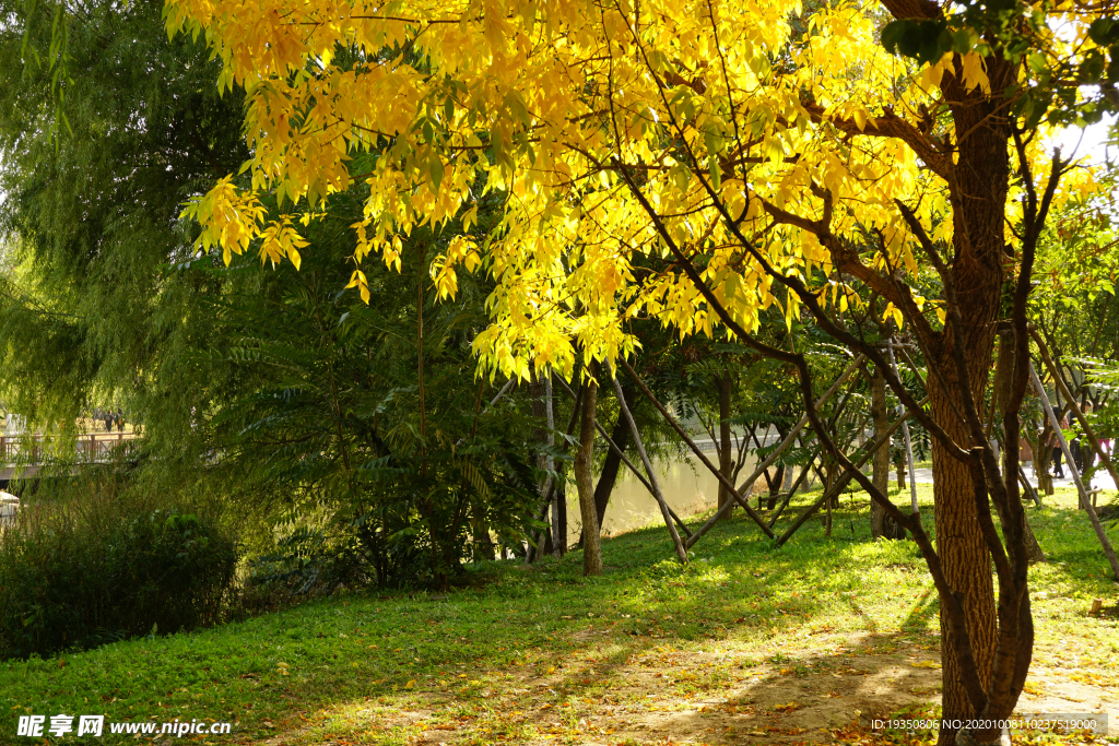 秋天河边阳光下树枝黄叶