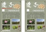 莲子