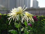 菊花唯美