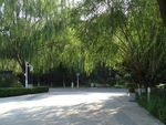 绿柳阳光