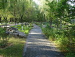 公园绿色风景