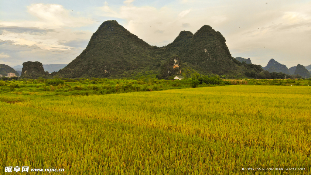 峰林稻谷
