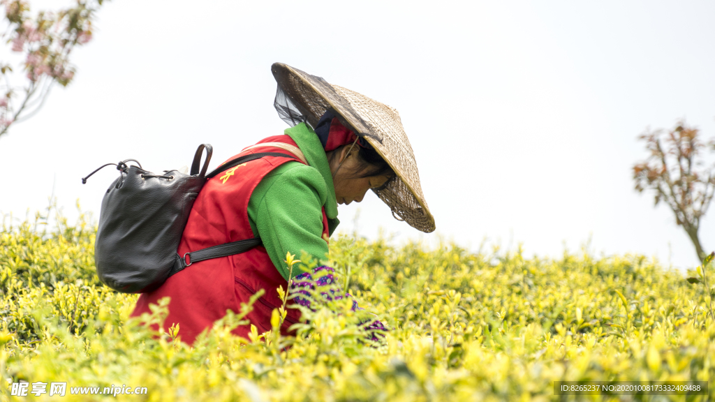 茶园实拍