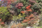层林尽染