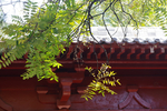绿映红