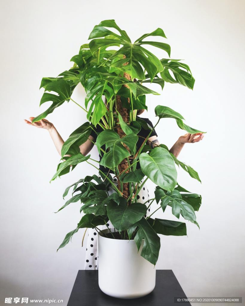 绿草