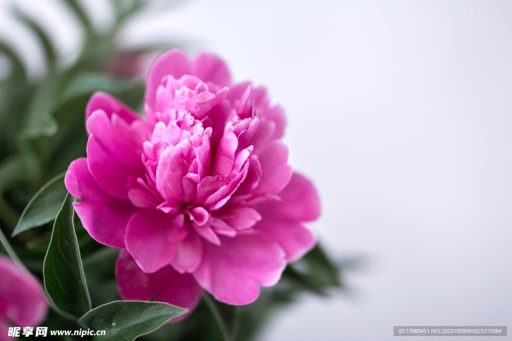花卉