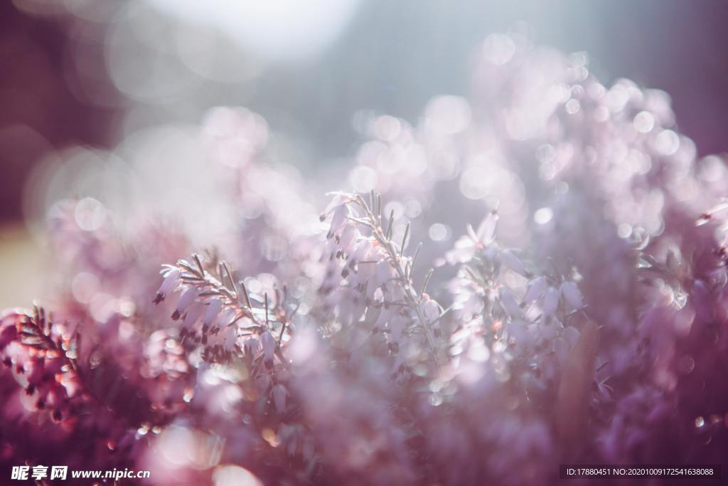 花卉