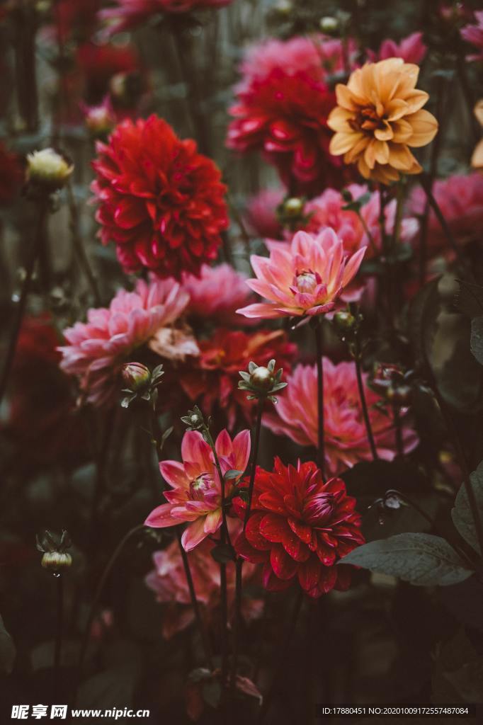 花卉