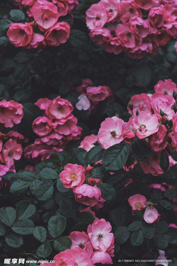 花卉