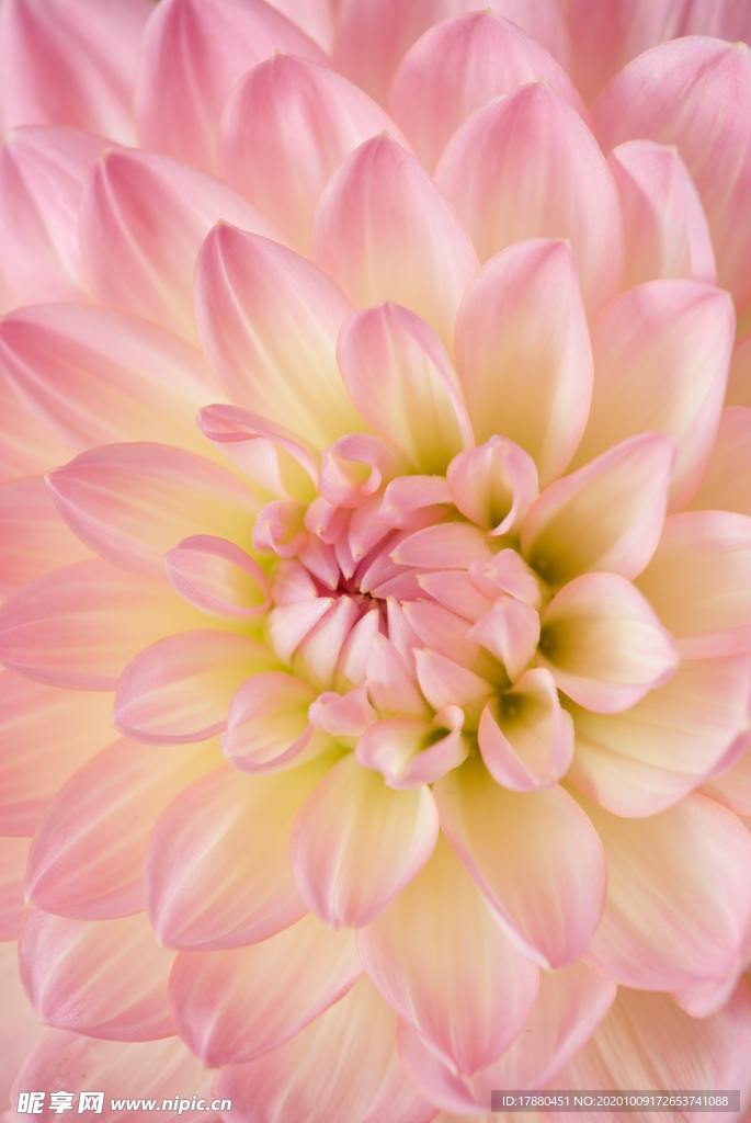花卉