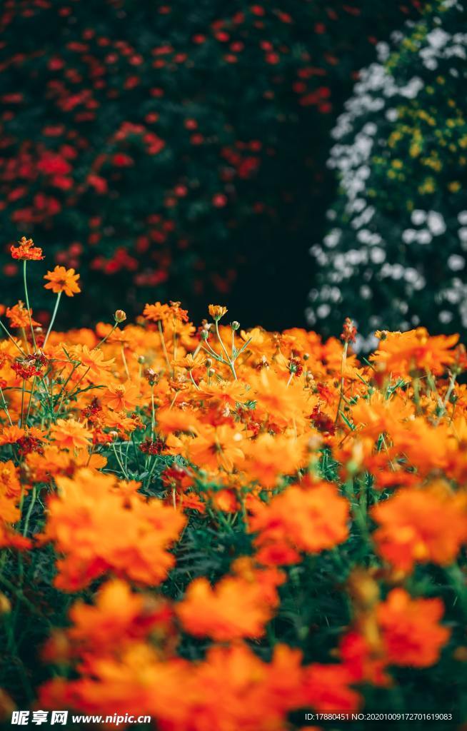 花卉