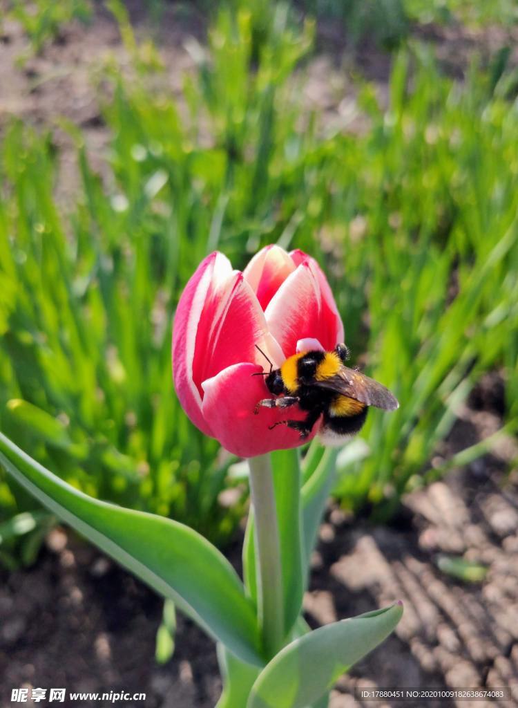 蜜蜂