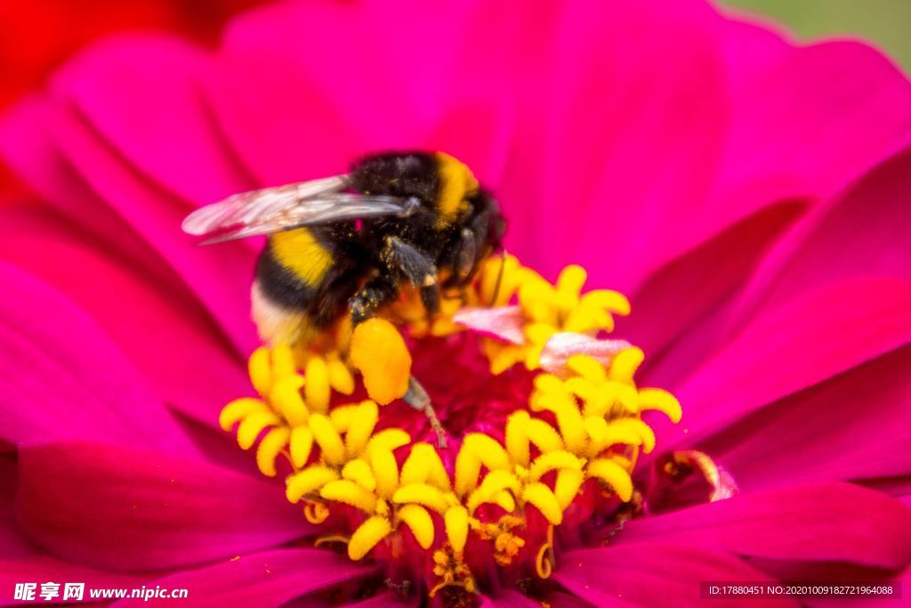 蜜蜂