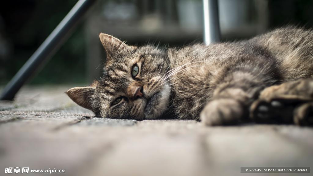 猫