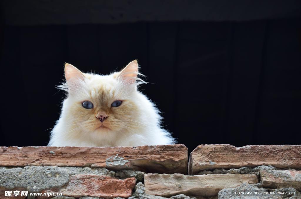 猫
