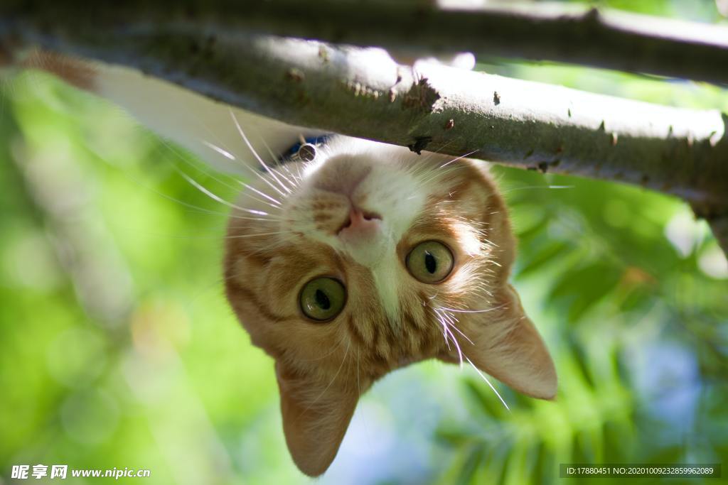 猫