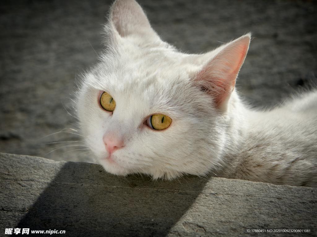猫