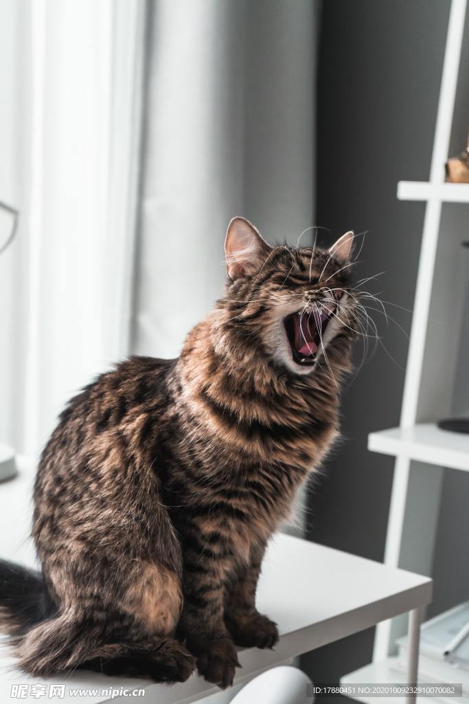 猫