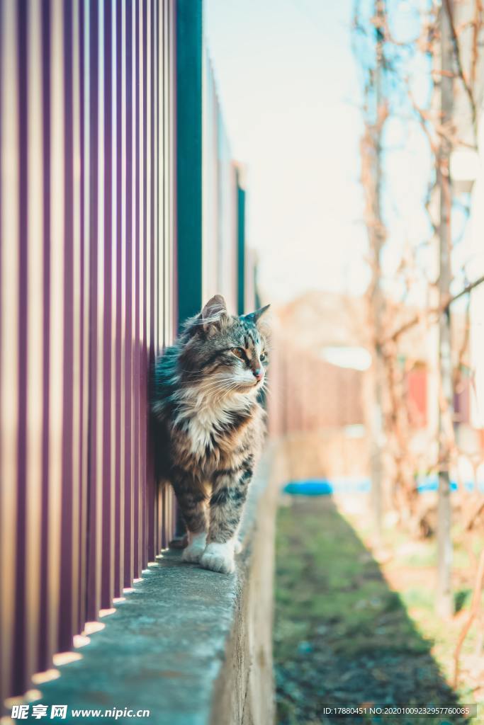 猫