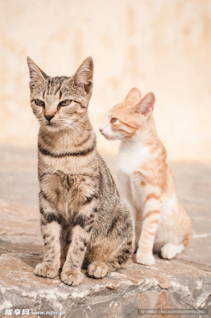 猫