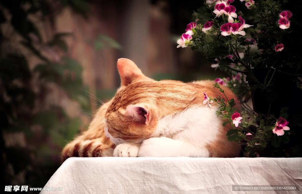 猫