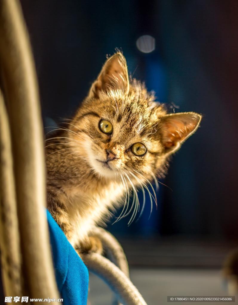 猫