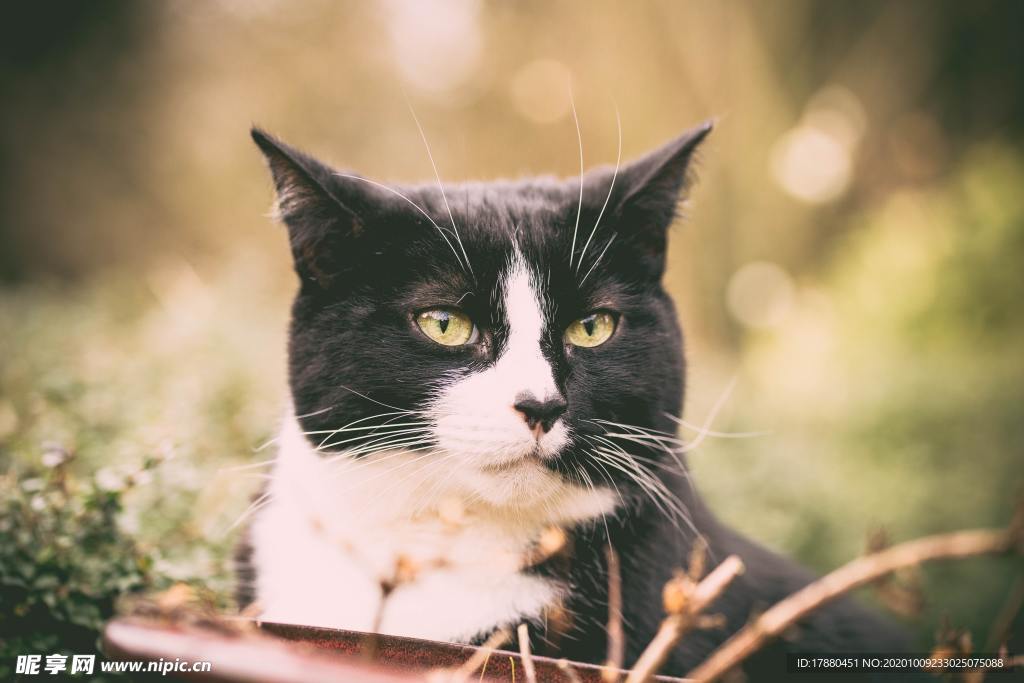 猫