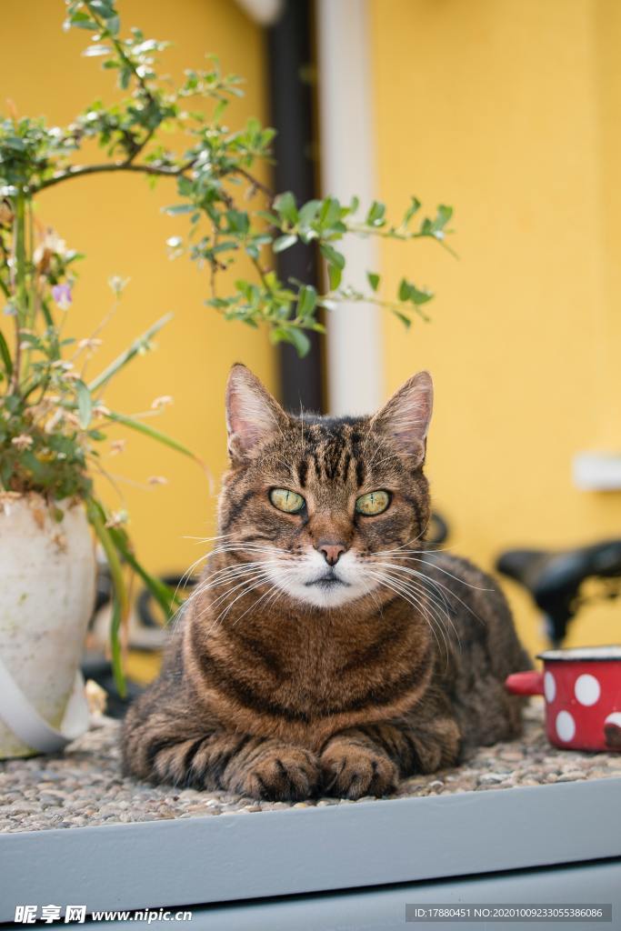 猫