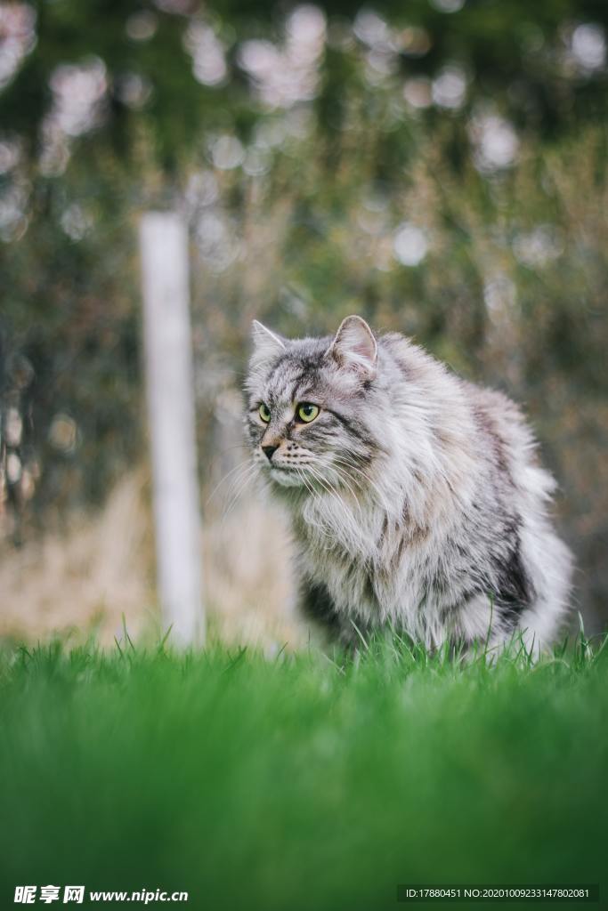 猫