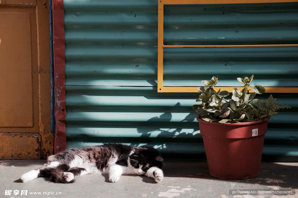 猫