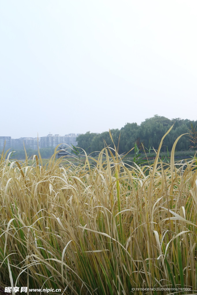 园林风景