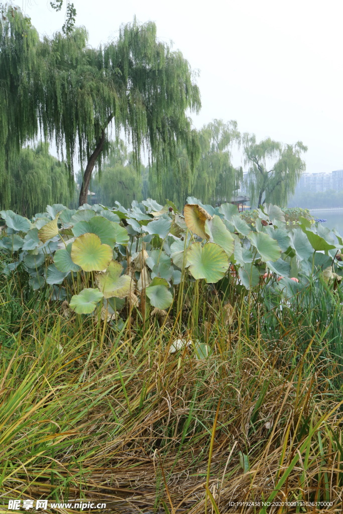 荷塘风景
