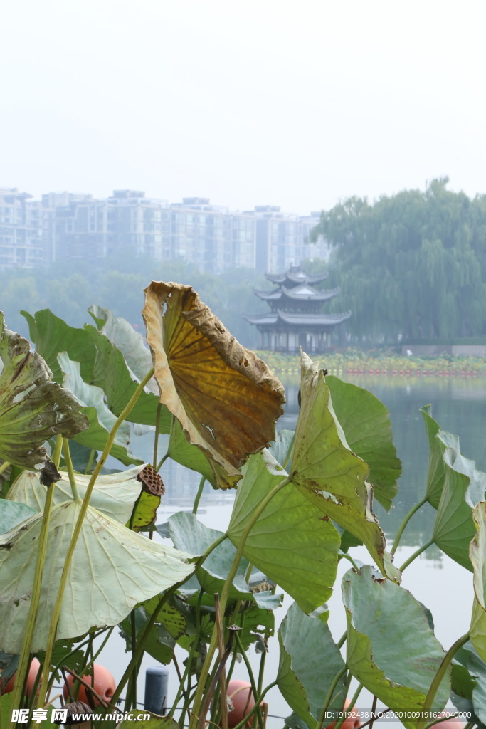 荷塘风景