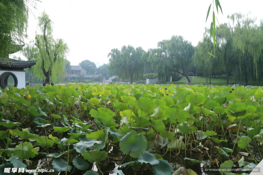 荷塘风景