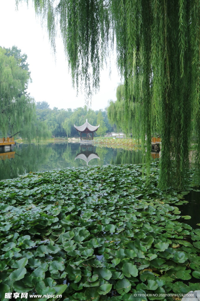 荷塘风景