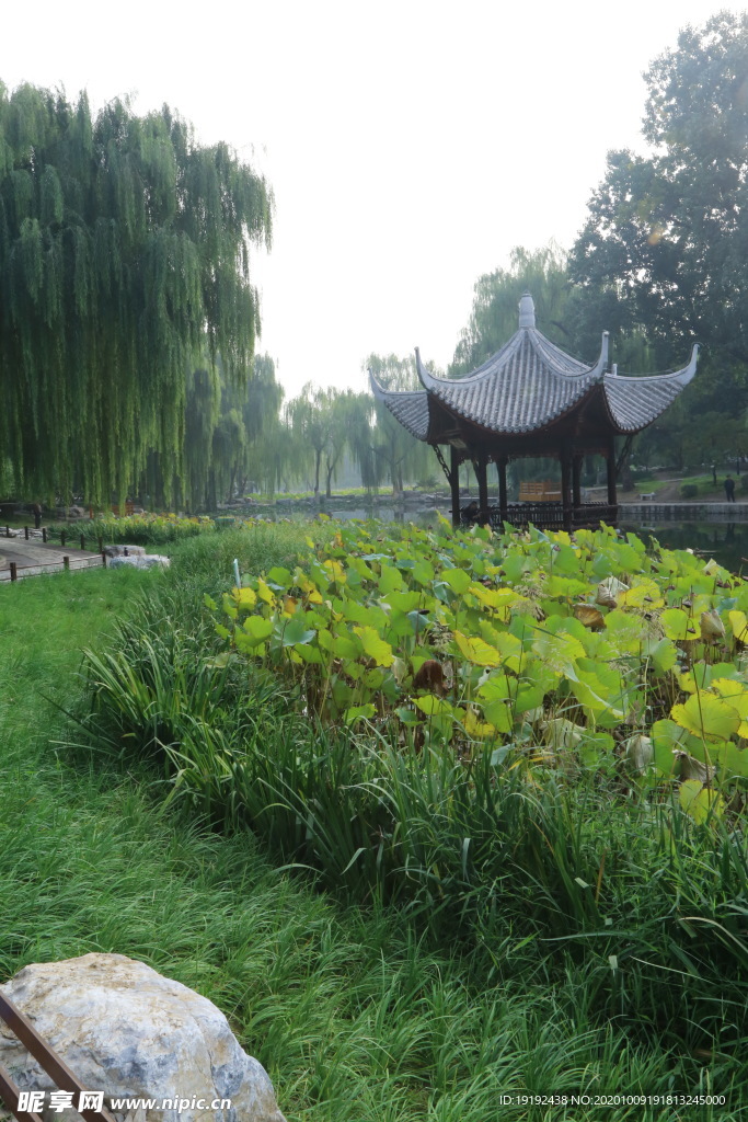 荷塘风景