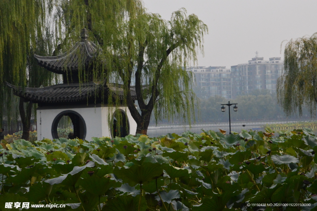 荷塘风景