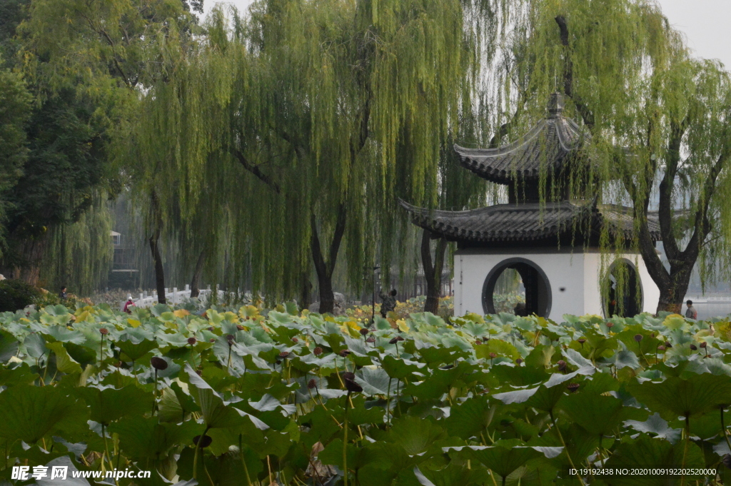 荷塘风景
