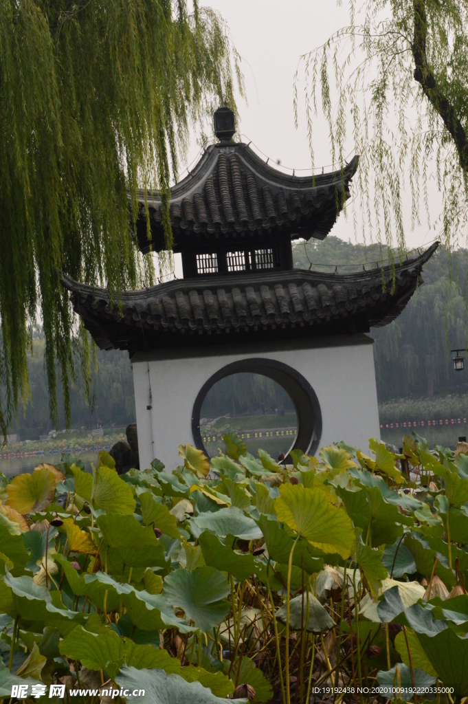 荷塘风景
