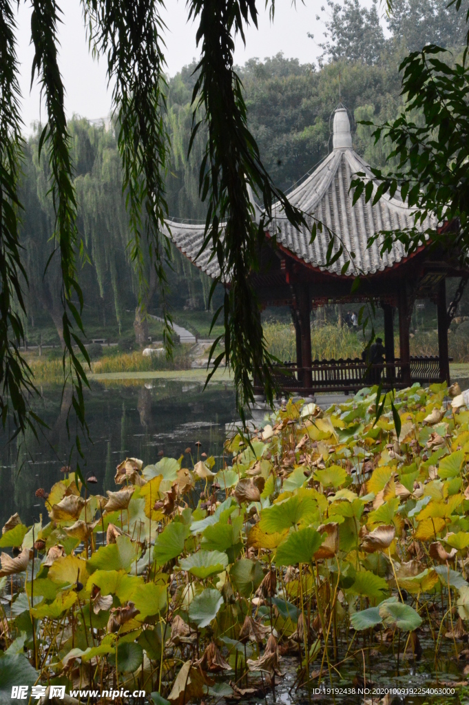 荷塘风景