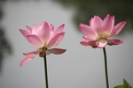 莲花
