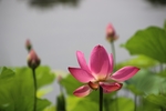 莲花